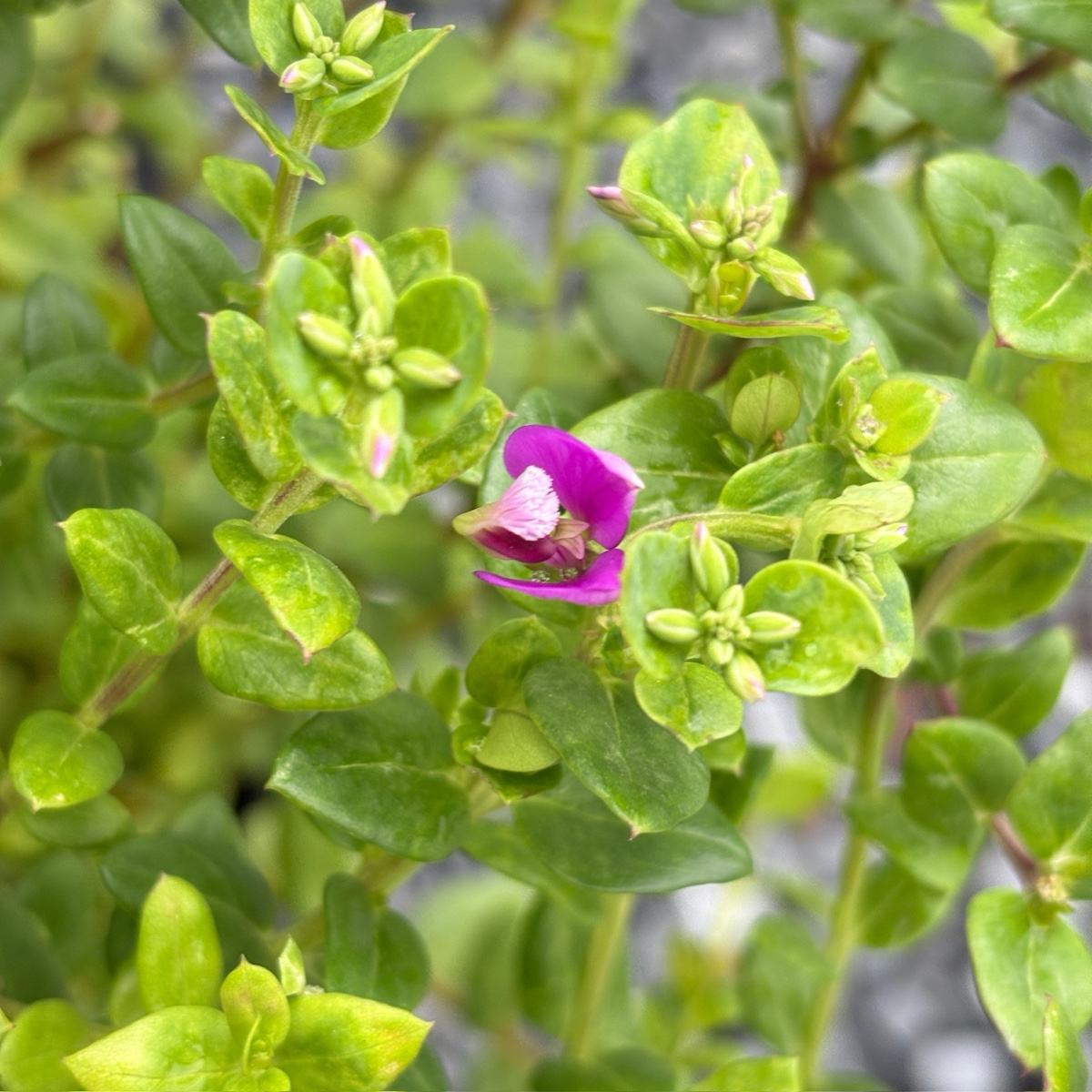 Petite Butterflies Dwarf Sweet Pea Shrub