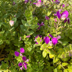 Petite Butterflies Dwarf Sweet Pea Shrub