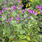 Petite Butterflies Dwarf Sweet Pea Shrub