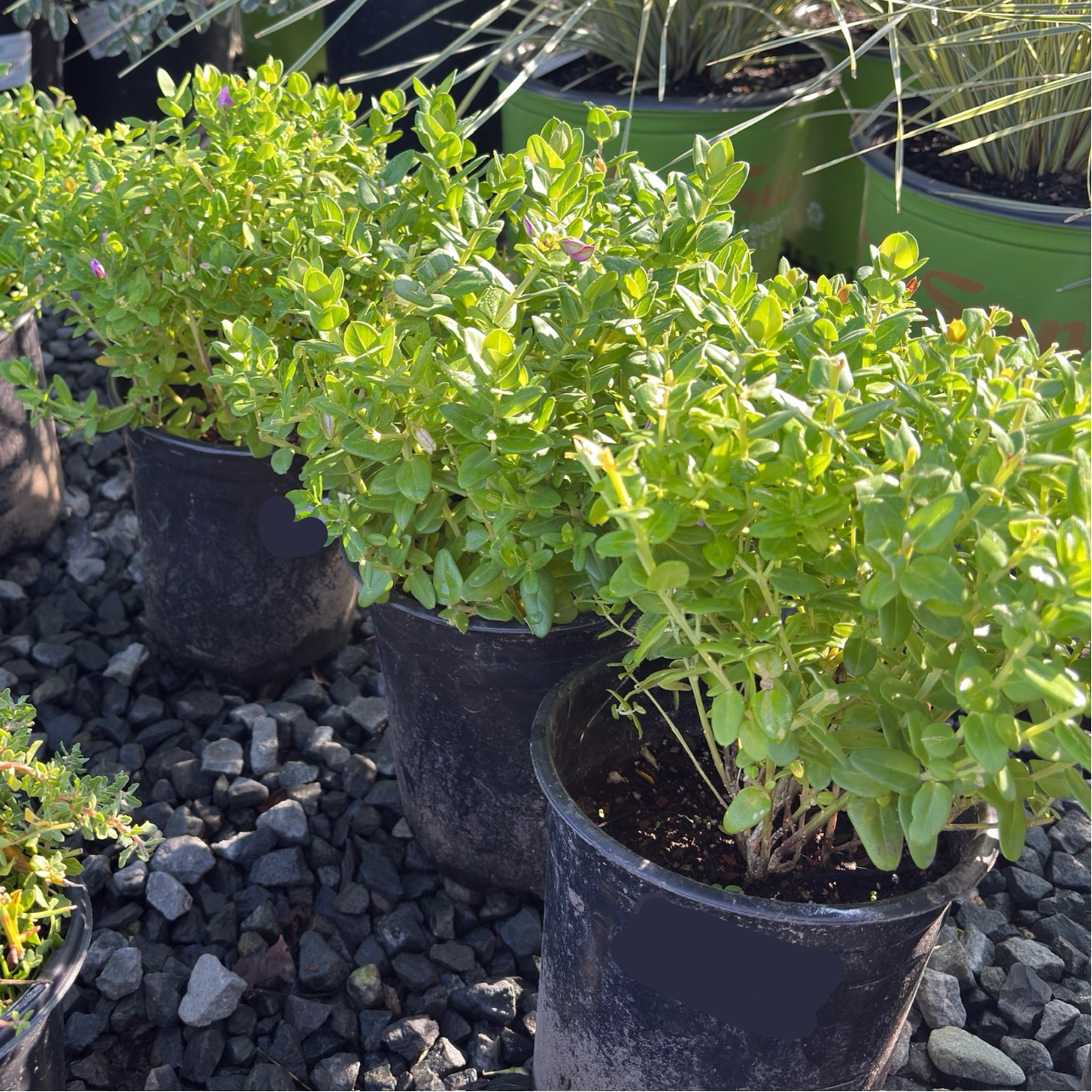 pea house plant Petite Butterflies Sweet Pea Shrub