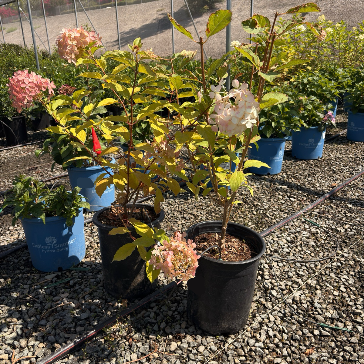 Phantom Panicle Hydrangea