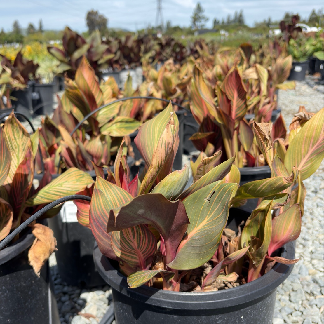 Phasion Canna Lily