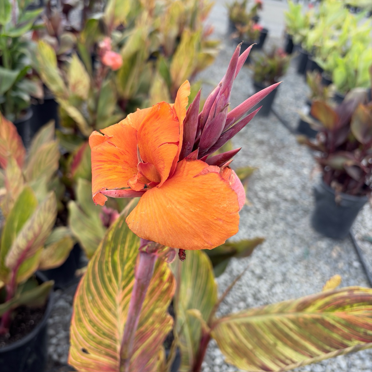 Phasion Canna Lily