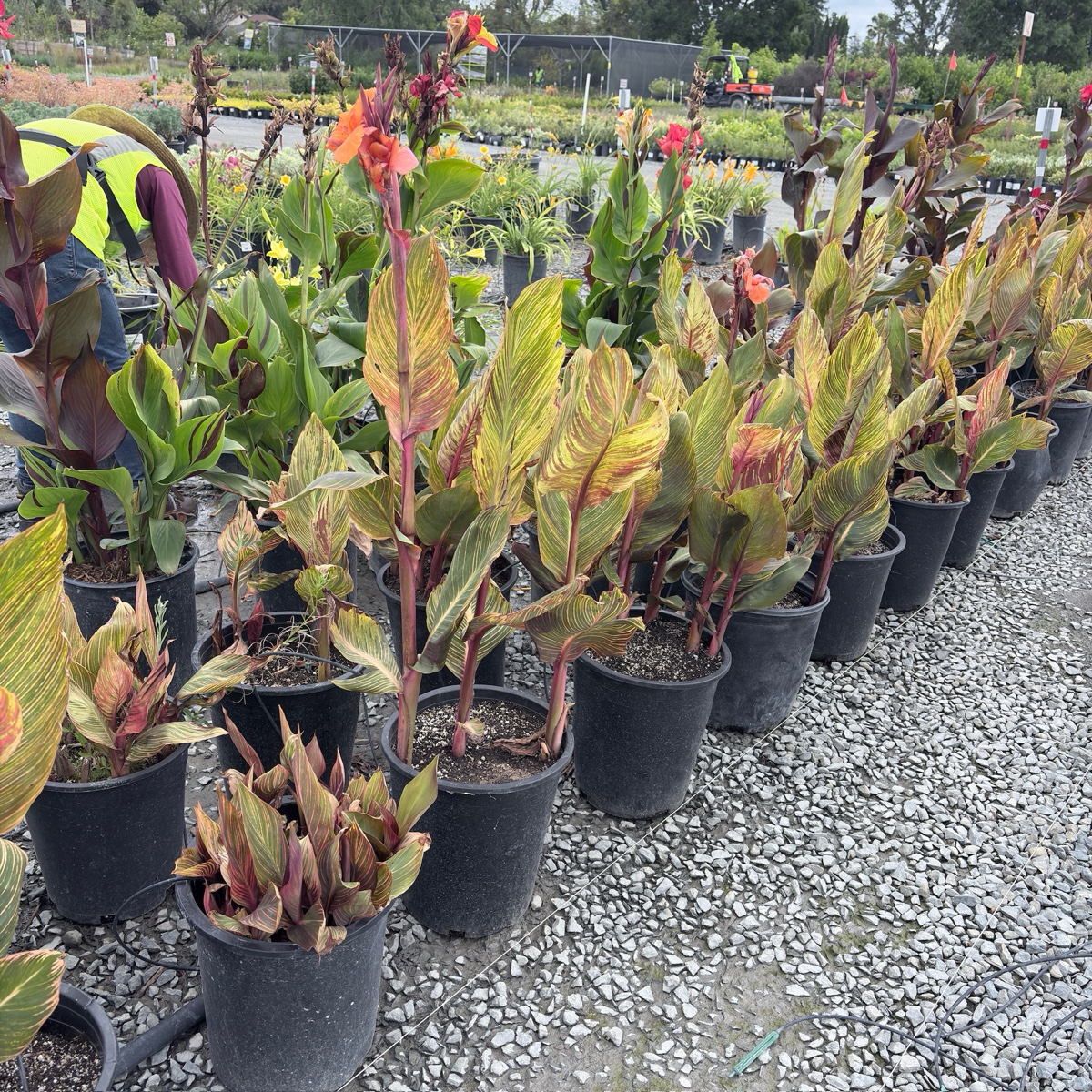 Phasion Canna Lily