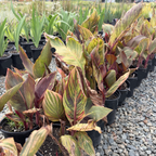 Phasion Canna Lily