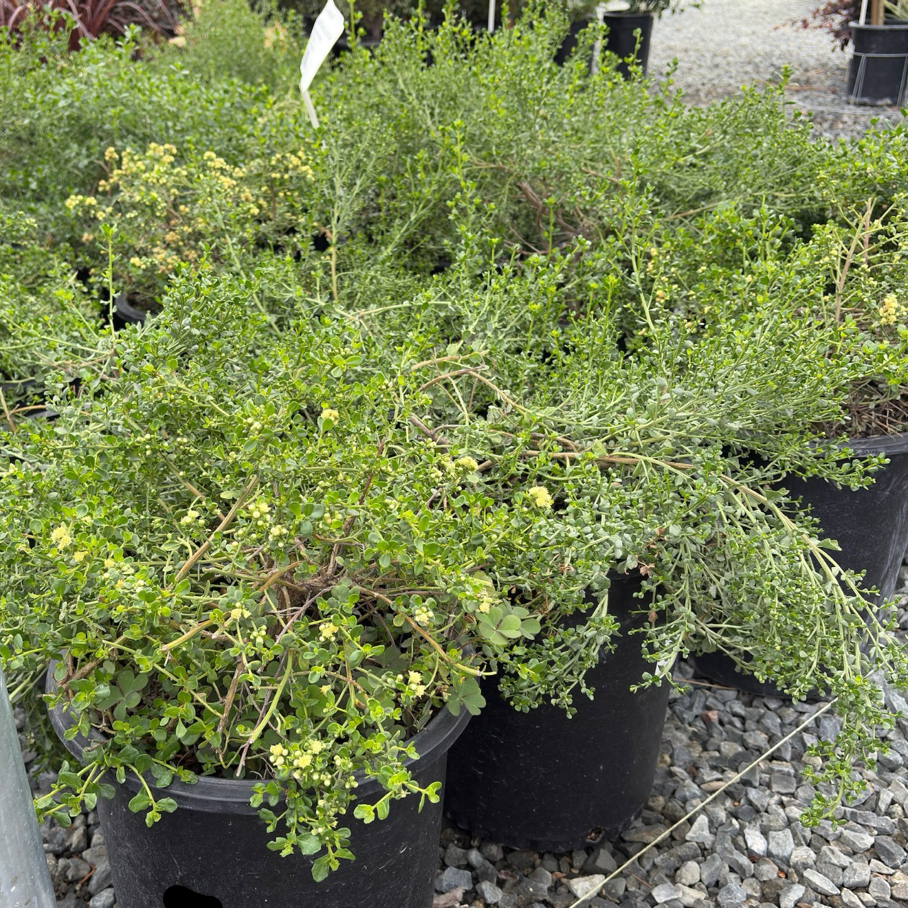 Pigeon Point Dwarf Coyote Brush