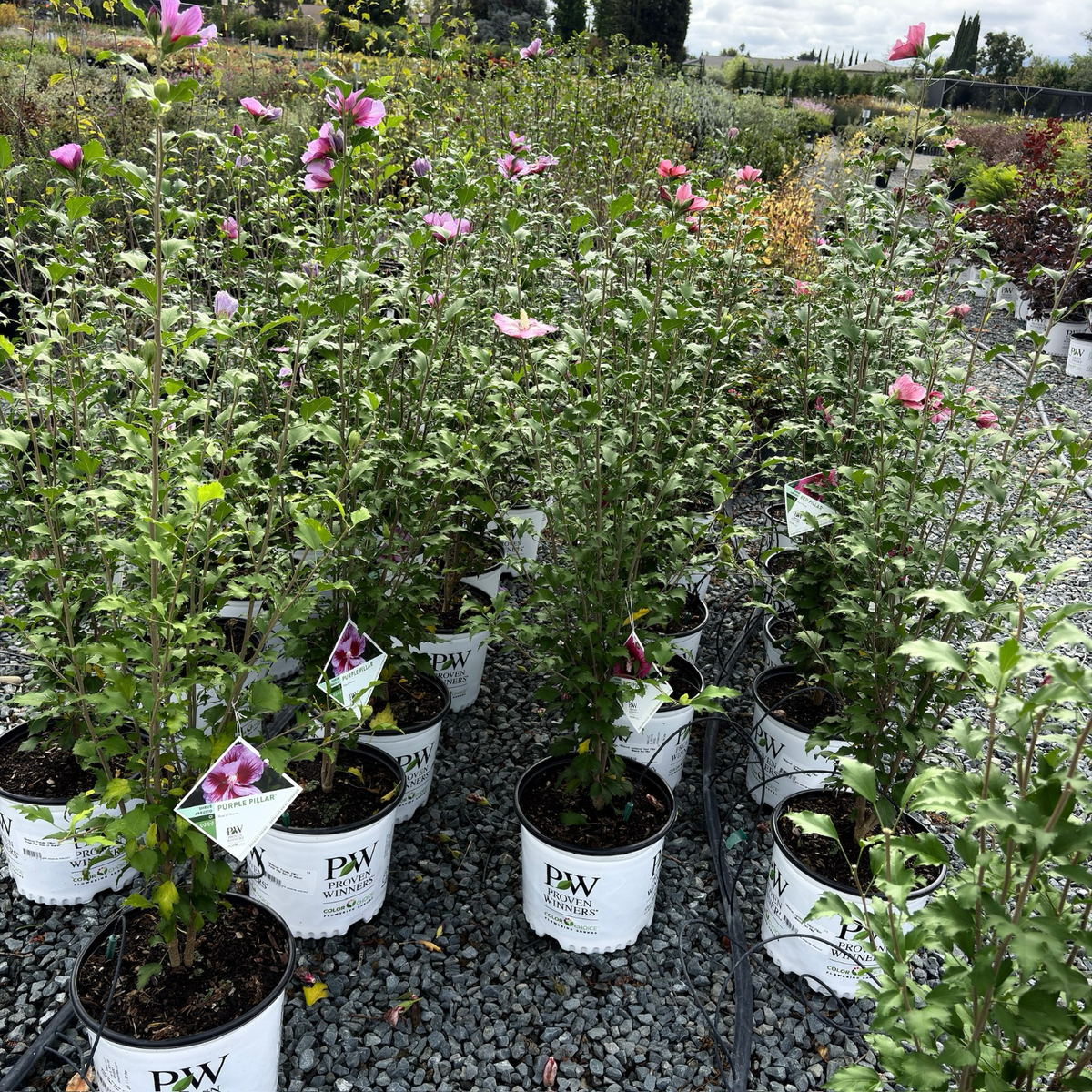 Pillar Rose of Sharon