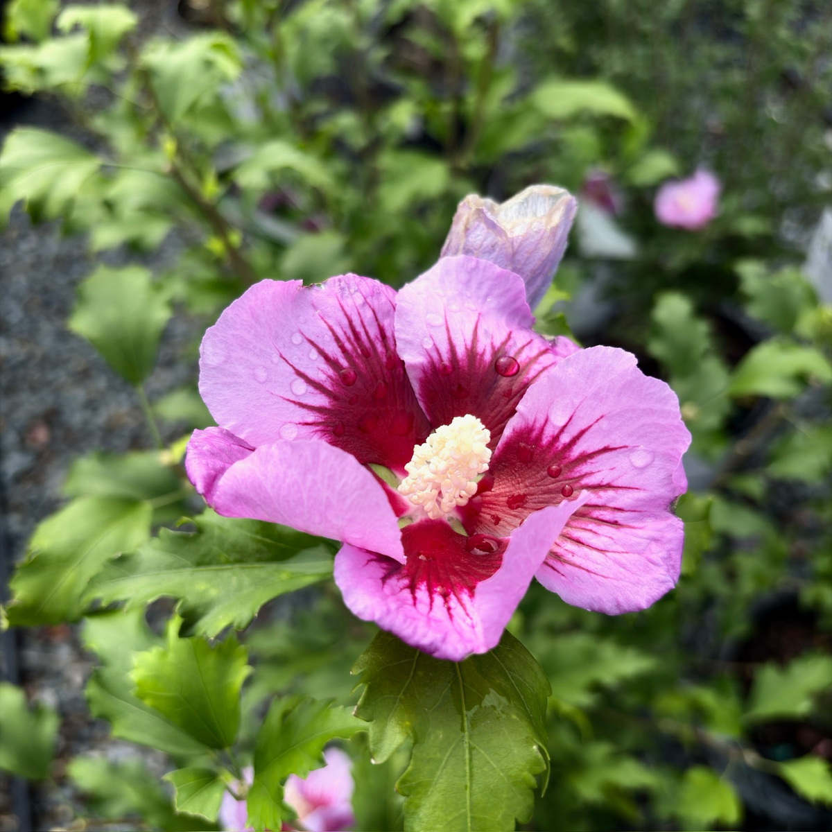 Pillar Rose of Sharon