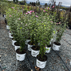 Pillar Rose of Sharon