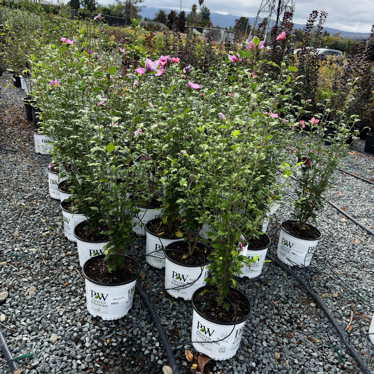 Pillar Rose of Sharon