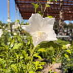Pillar Rose of Sharon