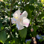 Pillar Rose of Sharon