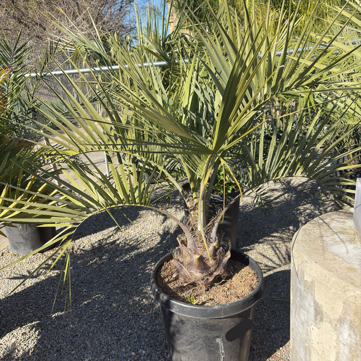 Pindo Palm