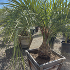 Pindo Palm