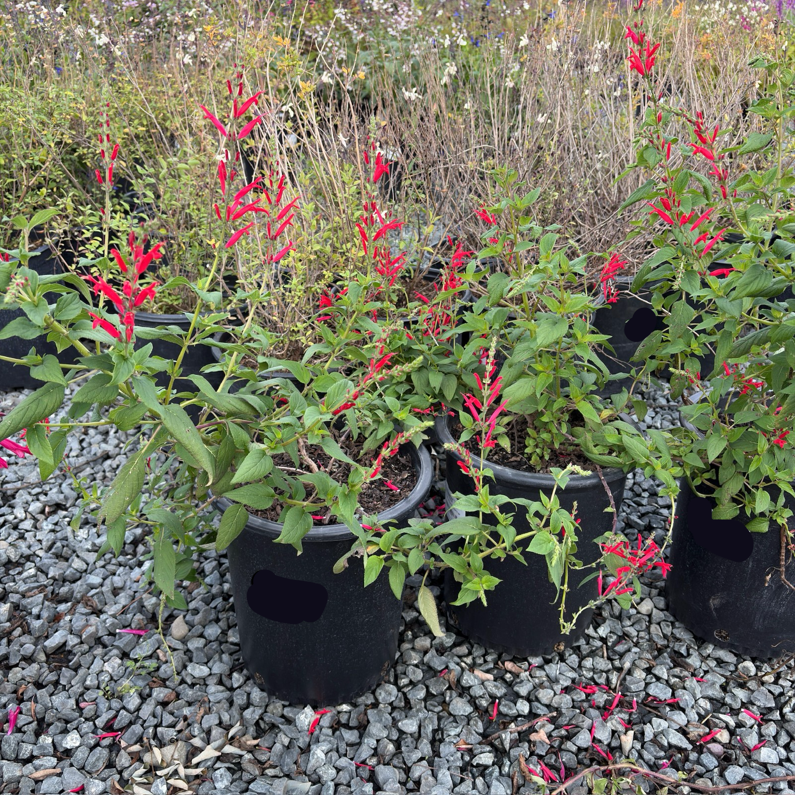 Pineapple Sage
