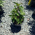 Pineapple Sage