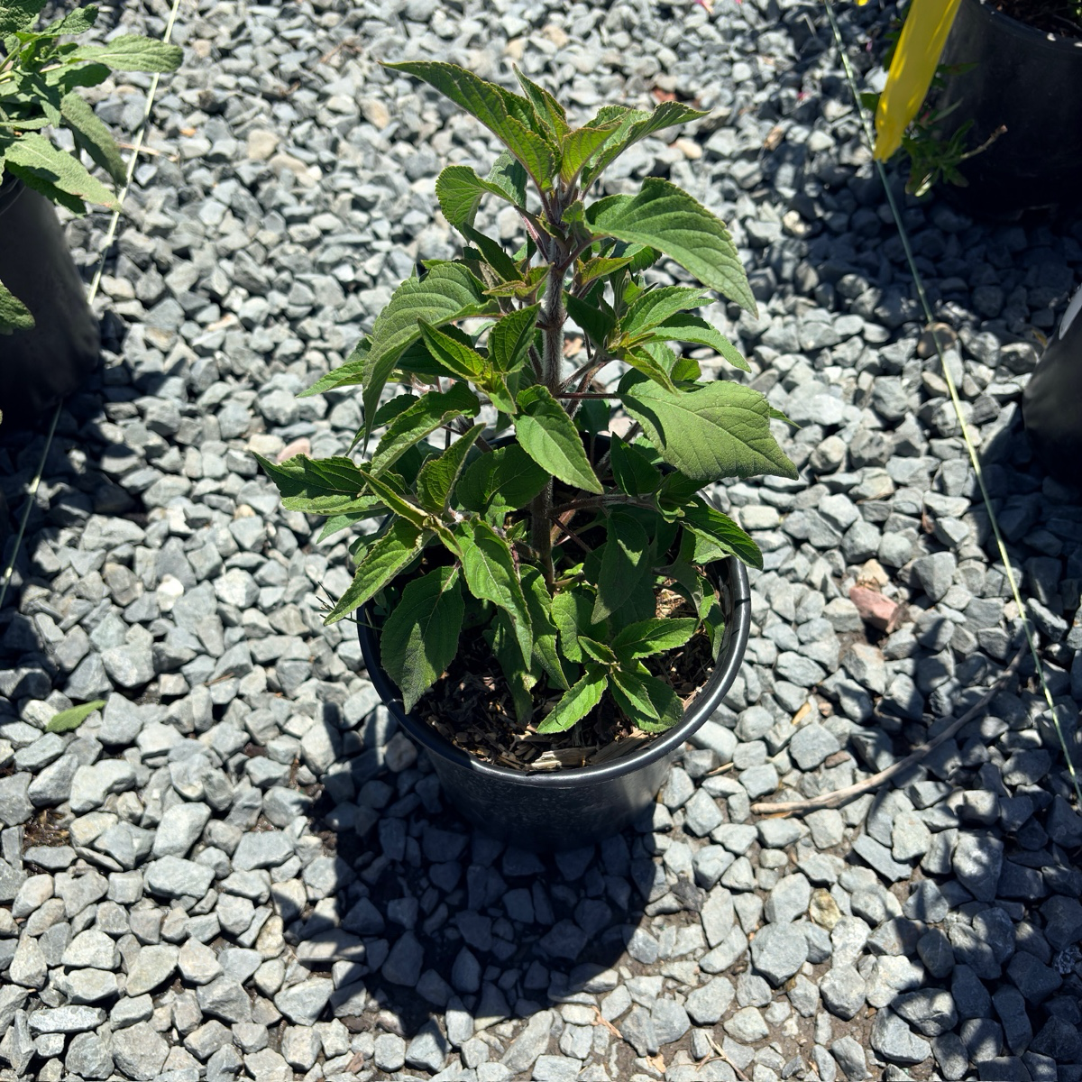 Pineapple Sage