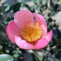 Pink A Boo Camellia