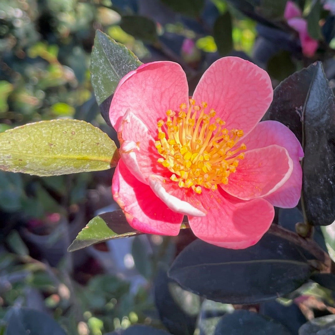 Pink A Boo Camellia | Fragrant Pink Fall & Winter Blooms – Victory