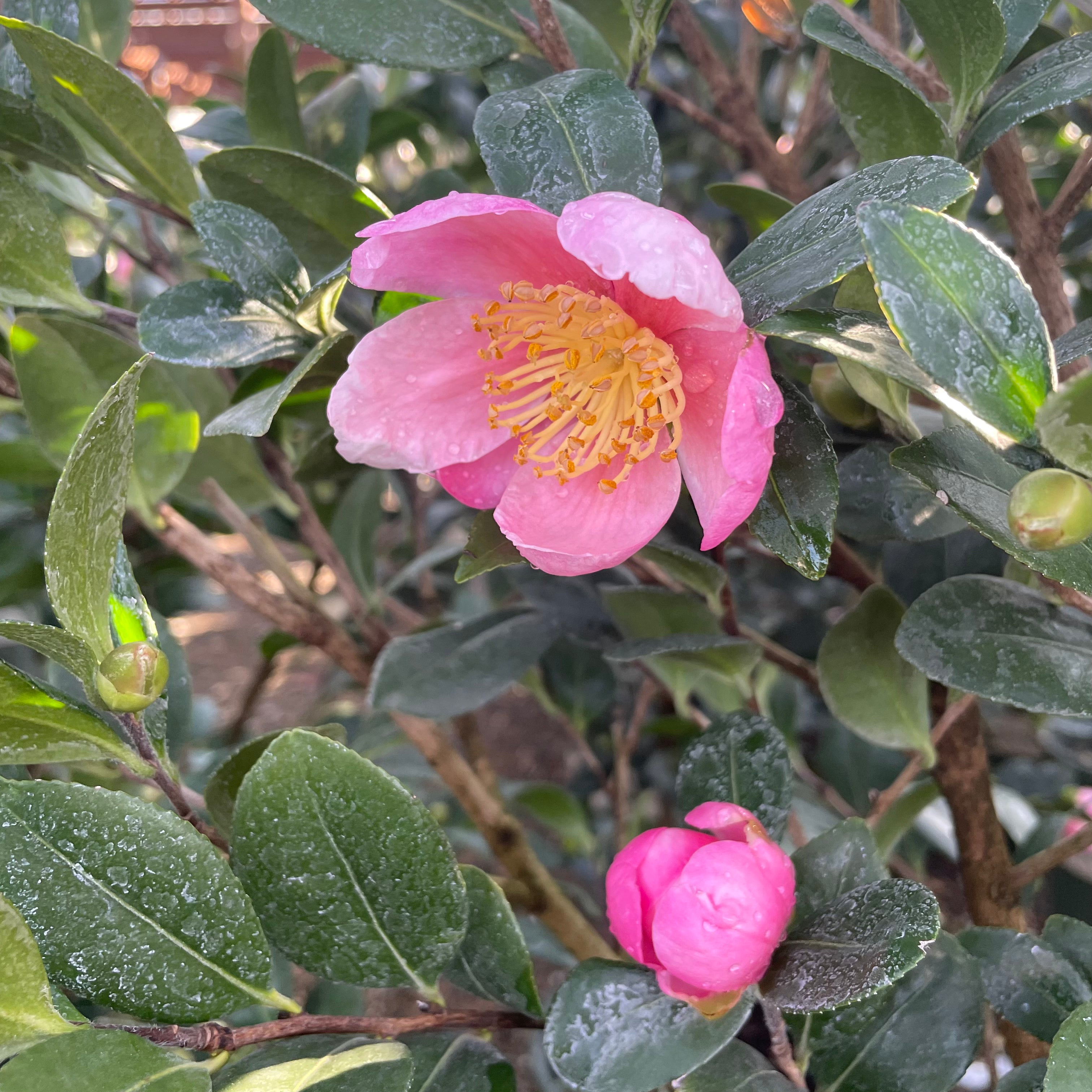 Pink A Boo Camellia | Fragrant Pink Fall & Winter Blooms – Victory