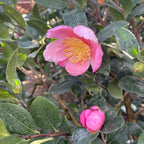 Pink A Boo Camellia