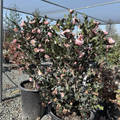 Pink A Boo Camellia