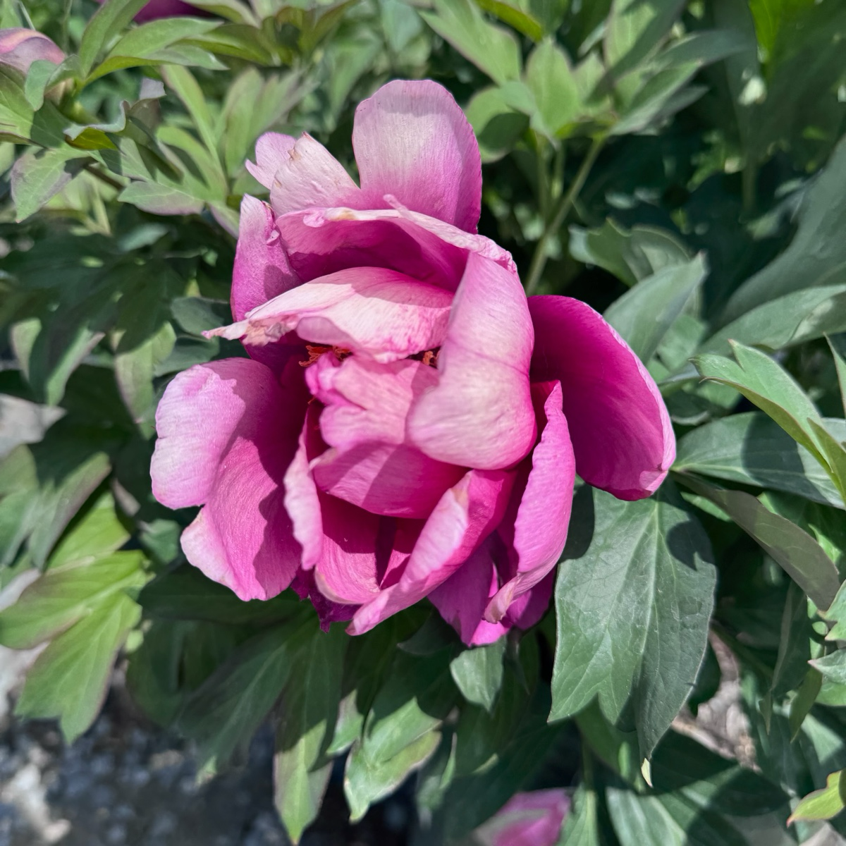 Pink Ardour Itoh Peony