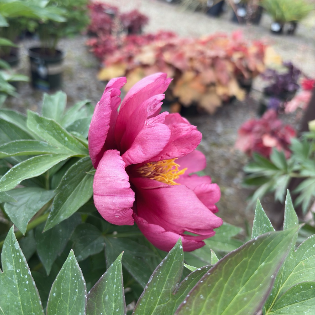 Pink Ardour Itoh Peony