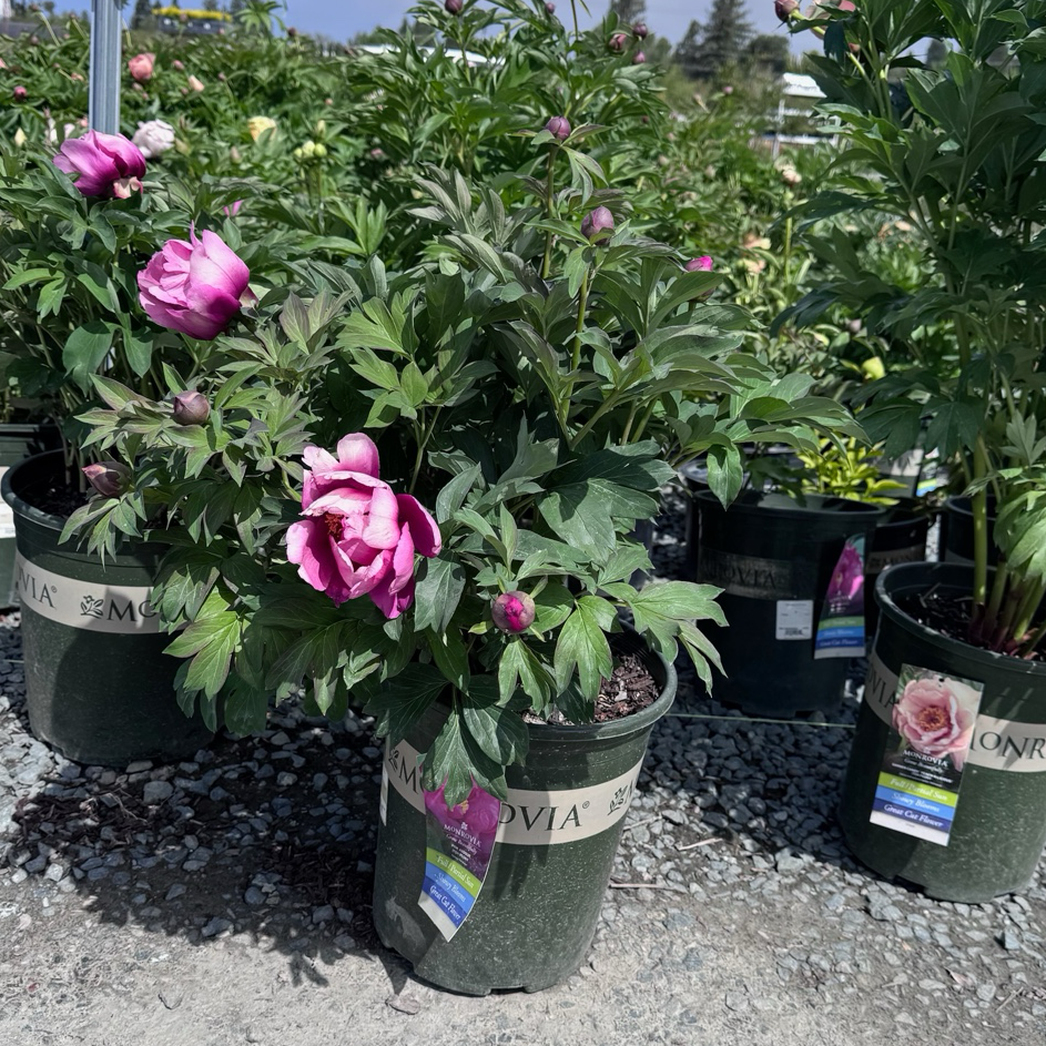 Pink Ardour Itoh Peony