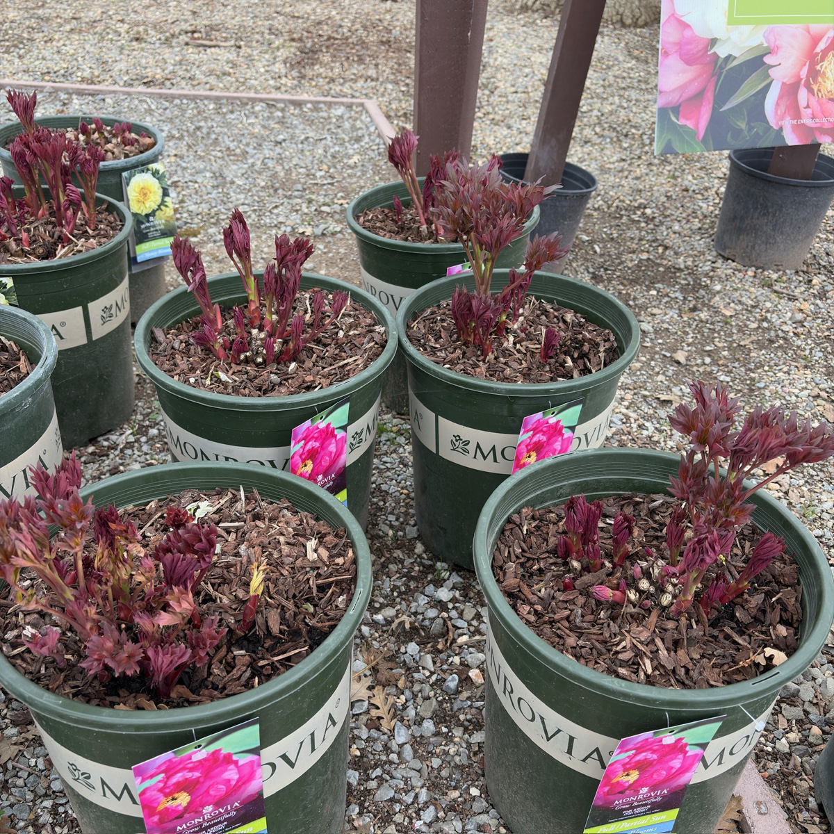 Pink Ardour Itoh Peony