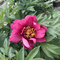 Pink Ardour Itoh Peony