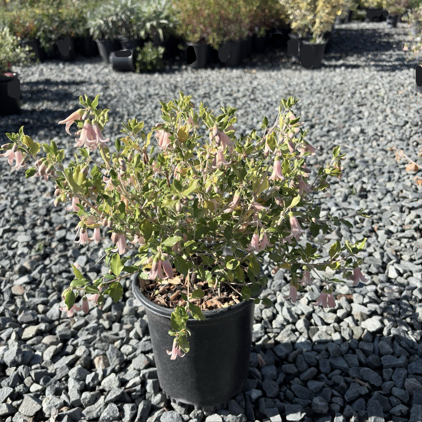 Hummingbird Strub Pink Australian Fuchsia | Hummingbird-Attracting Evergreen Shrub ...