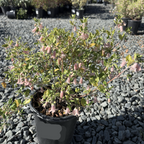 Pink Australian Fuchsia