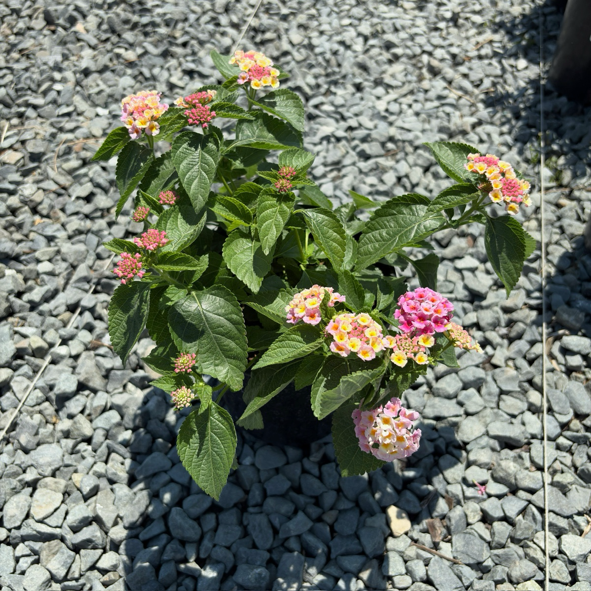 Pink Bandana® Lantana