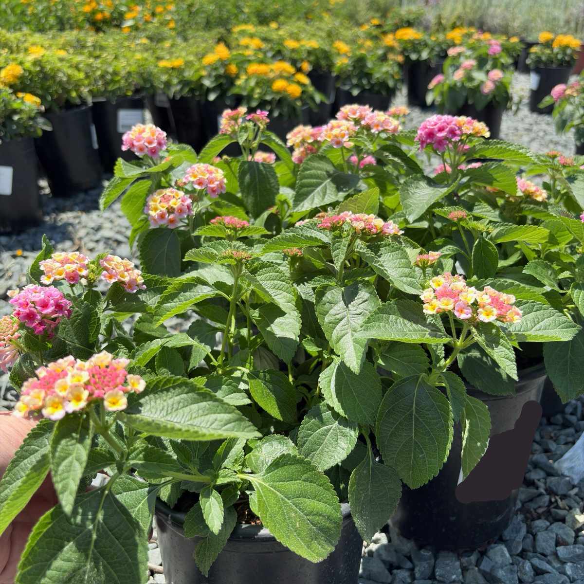 Pink Bandana® Lantana