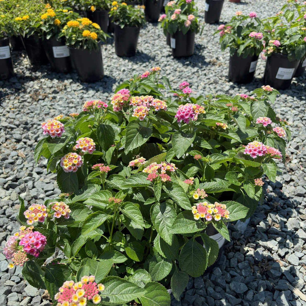 Pink Bandana® Lantana