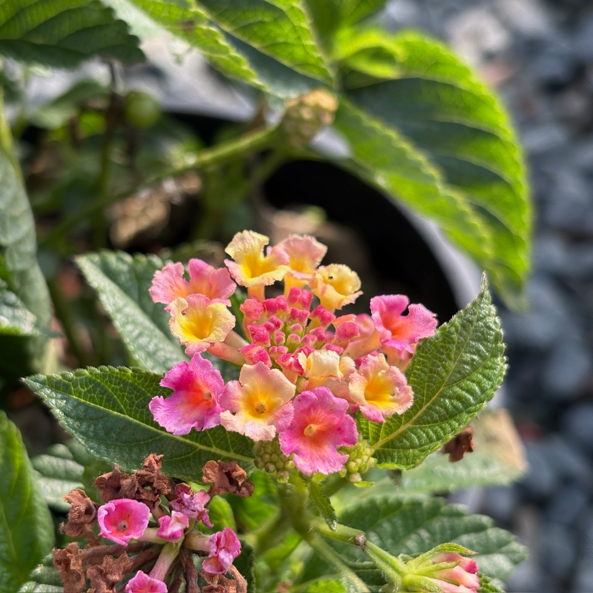 Pink Bandana Lantana | Colorful Heat Tolerant Shrub – Victory Nursery