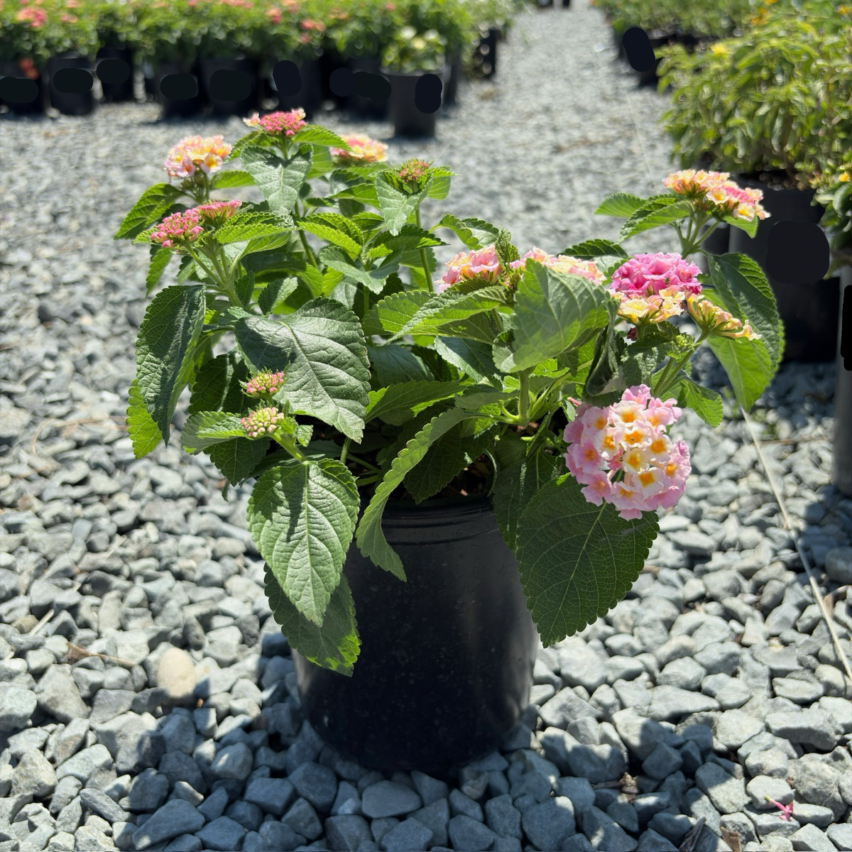 Pink Bandana Lantana | Colorful Heat Tolerant Shrub – Victory Nursery