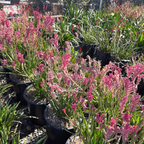 Pink Beauty Kangaroo Paw