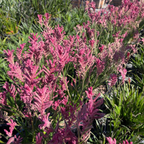 Pink Beauty Kangaroo Paw