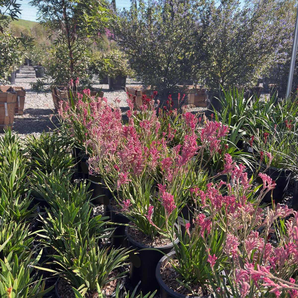Pink Beauty Kangaroo Paw