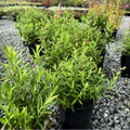 Pink Border Penstemon