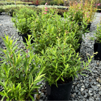 Pink Border Penstemon