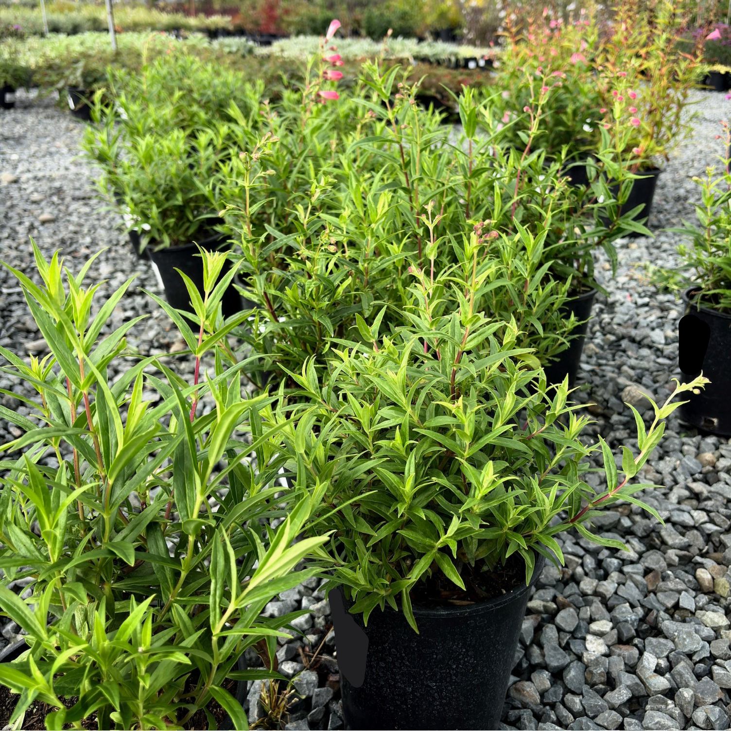 Pink Border Penstemon