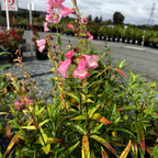 Pink Border Penstemon