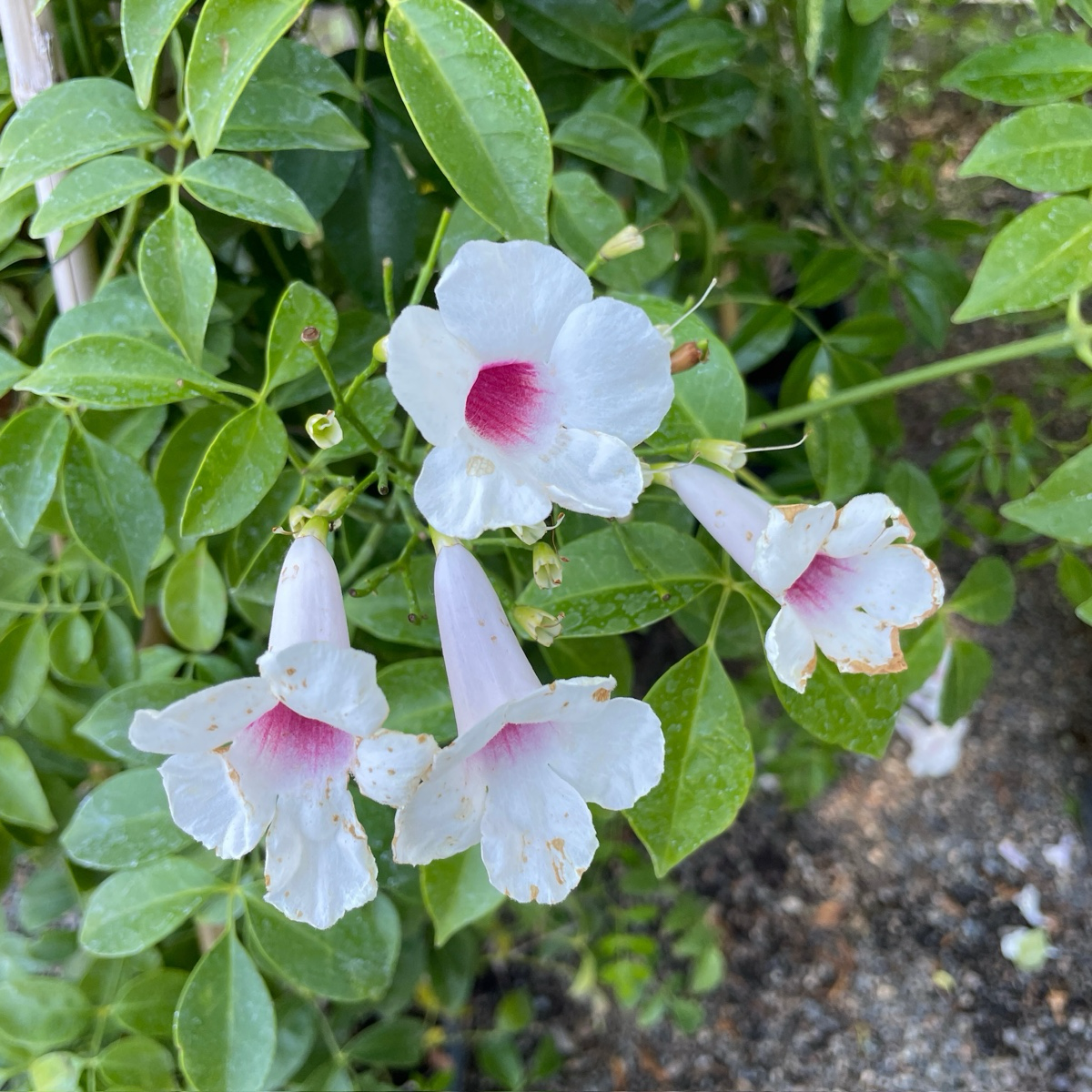White flowers with pink centers on a green leafy Pink Bower Vine