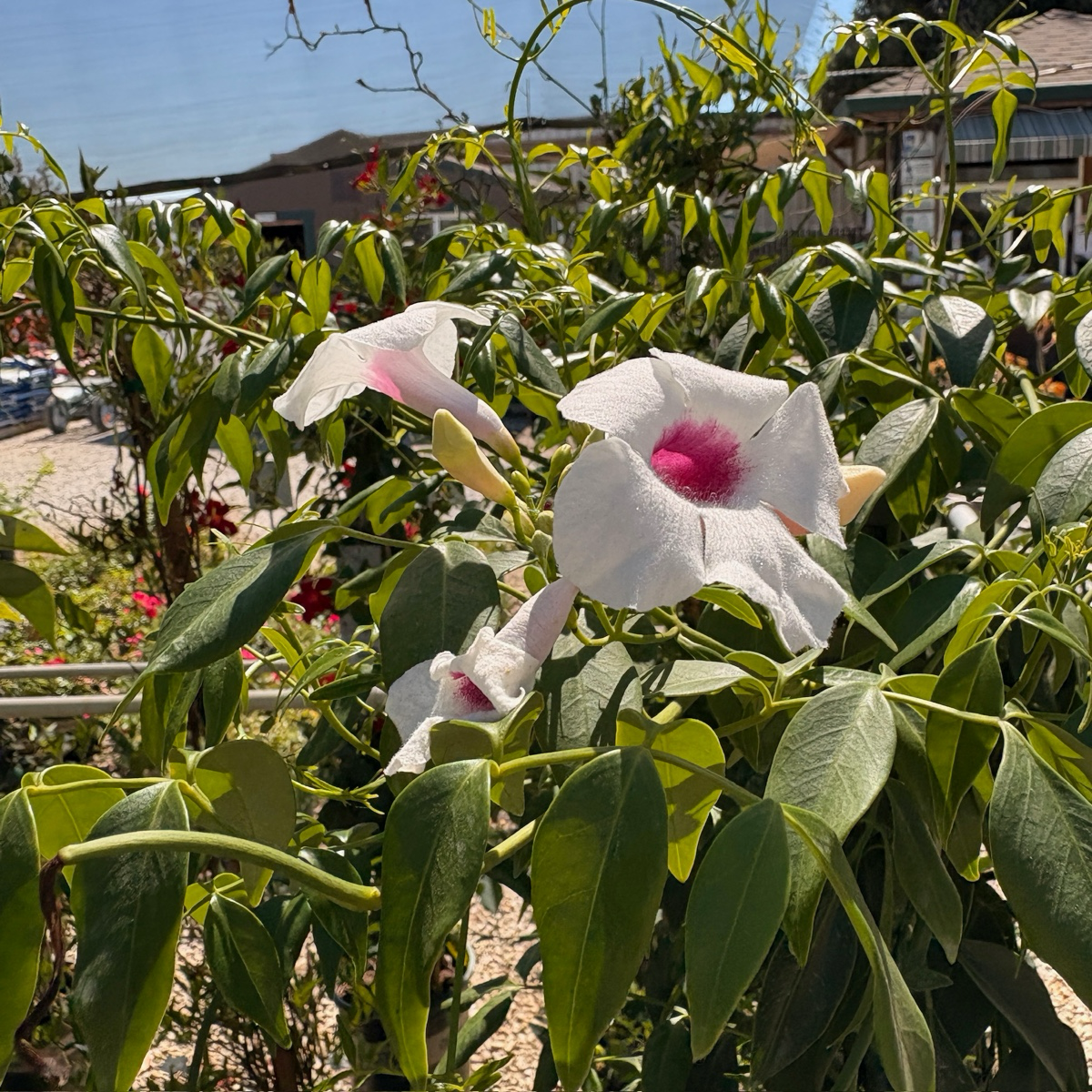indoor vine plant with pink flowers Pink Bower Vine