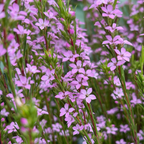 Pink Breath of Heaven