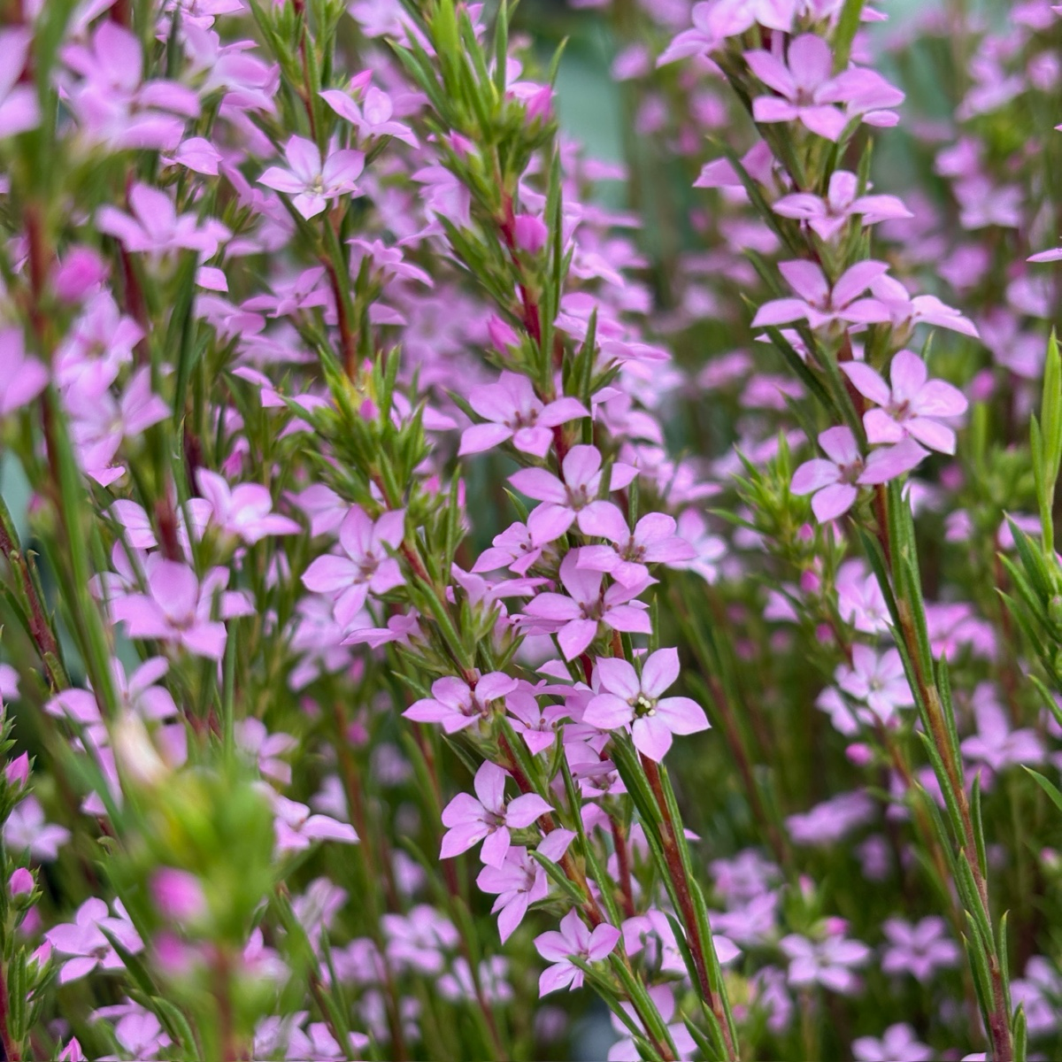 Pink Breath of Heaven | Fragrant Pink Flowering Evergreen