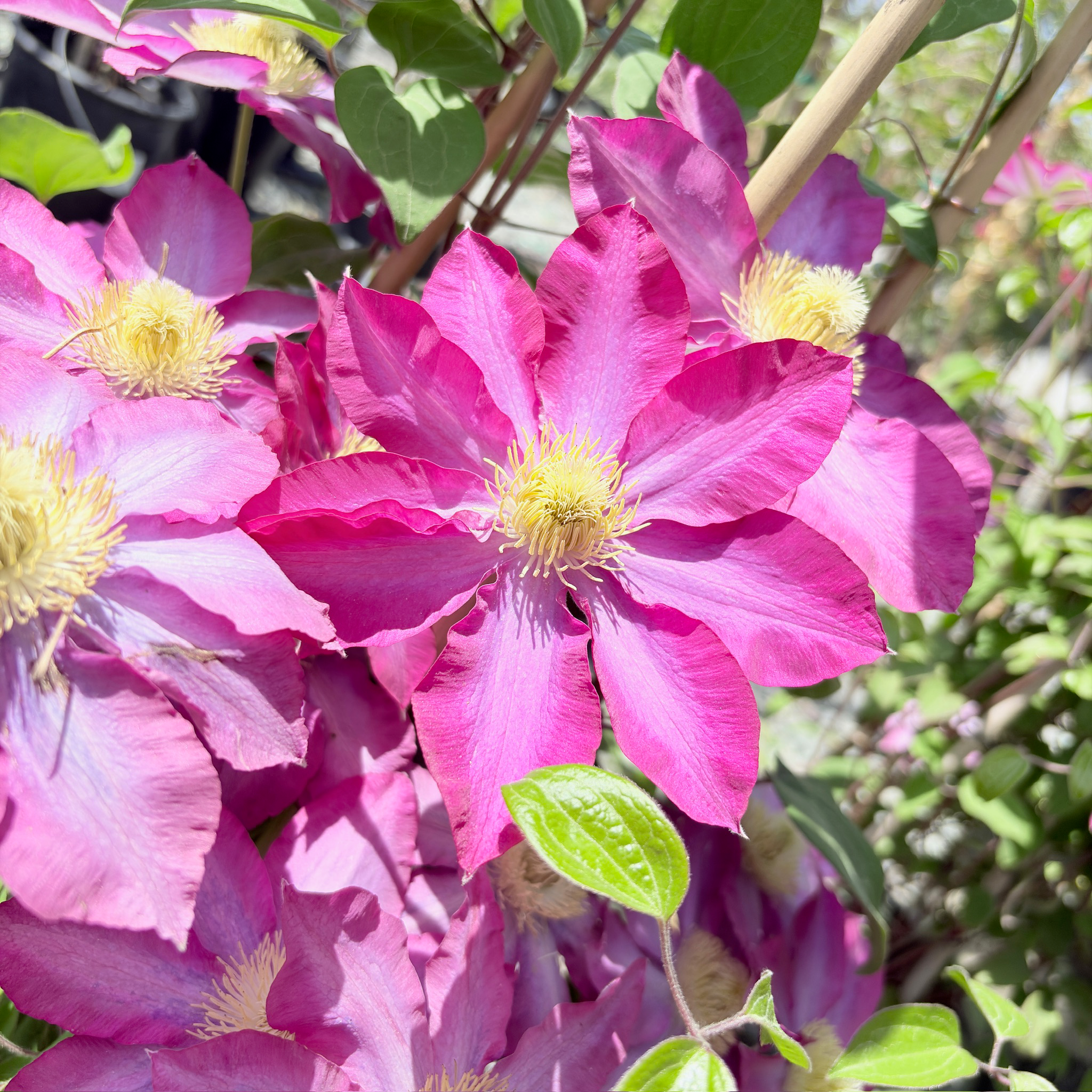 Close-up of  Pink Champagne Clematis with green leaves in the background
